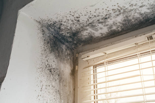 Why Timely Damage Roof Leak Repair Is Essential for Homeowners 2 Mold on a wall in a room with a window, indicating damage likely caused by a roof leak.