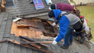 A detailed view of professional roof repair, showing a contractor in a blue jacket removing old asphalt shingles to reveal significantly rotted, water-damaged wooden decking, a prime example of severe Roof Material Failure and substrate decay.