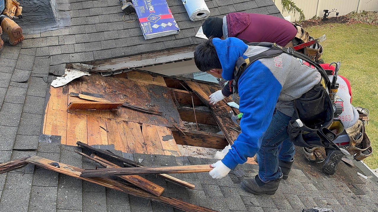 A detailed view of professional roof repair, showing a contractor in a blue jacket removing old asphalt shingles to reveal significantly rotted, water-damaged wooden decking, a prime example of severe Roof Material Failure and substrate decay.